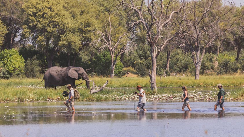 Elephant on safari in Africa, Active Adventures