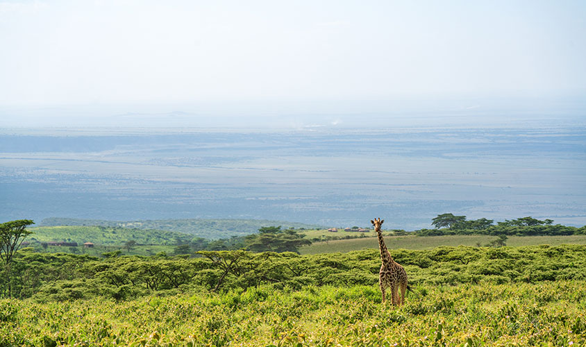 Giraffe in Africa, Active Adventures