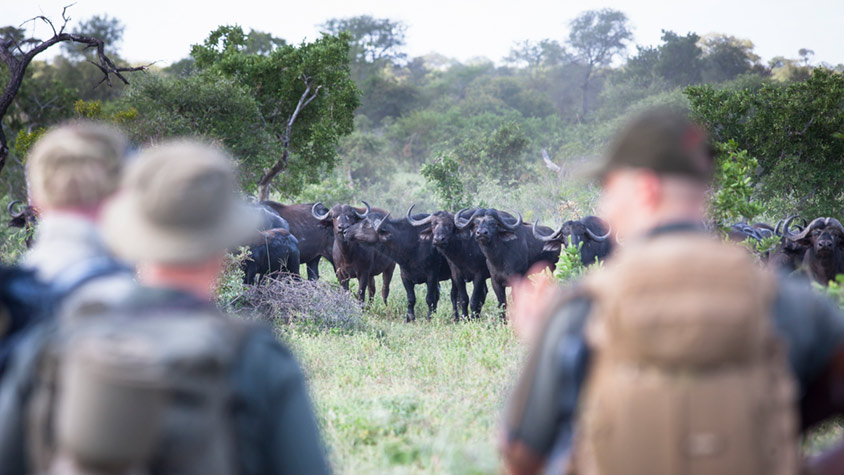 Buffalo on safari in Africa, Active Adventures