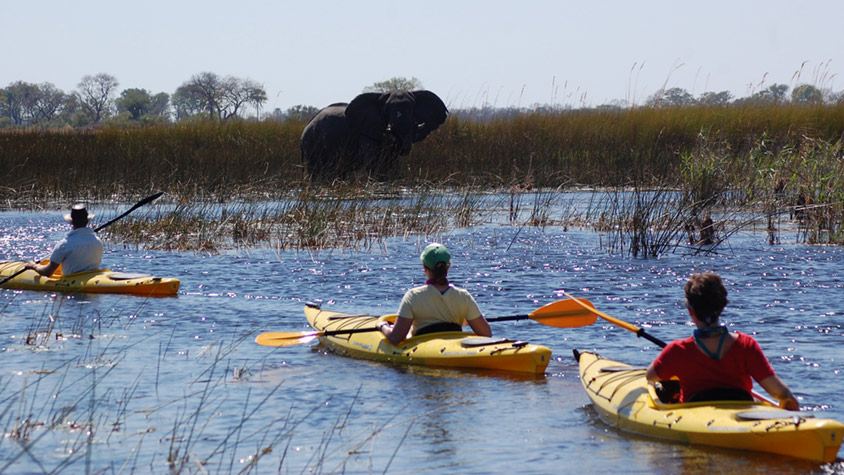 kayak safari with an elephant in the distance