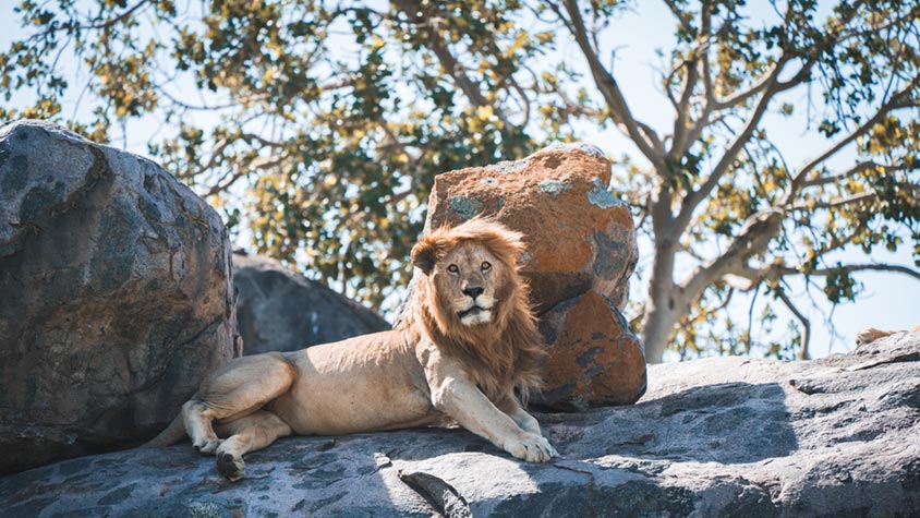 lion on safari in Africa, Active Adventures