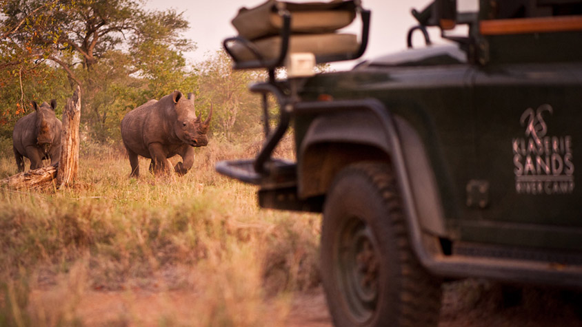 rhino on safari in Africa, Active Adventures