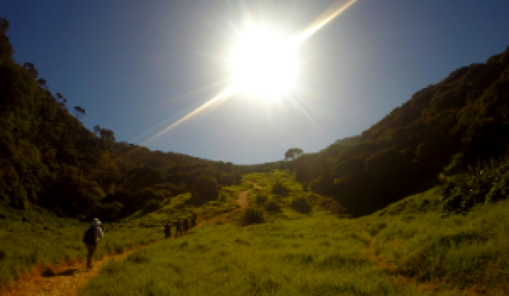 300x175%20Kauri.png