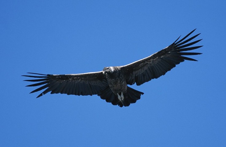 Condor in flight in Patagonia