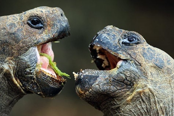 7 Fascinating Galapagos Islands Animals | Active Adventures