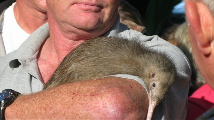 Kiwi Bird Predator Prey Relationships