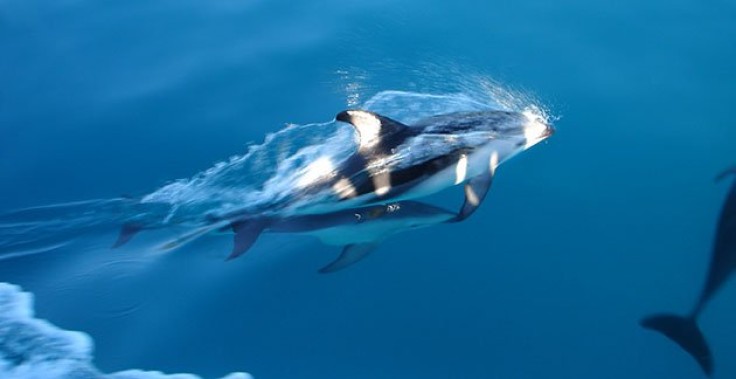 Kaikoura-dolphin.jpg