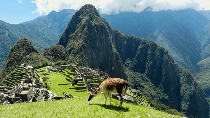 Llama-at-Machu-Picchu.jpg