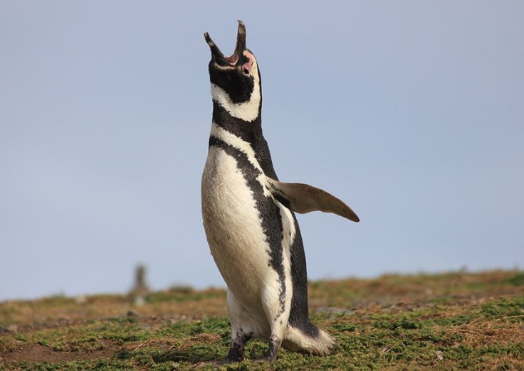 Magellanic penguin in Patagonia