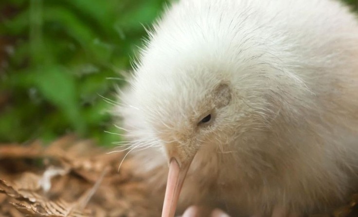 Most Of The World's Kiwi Come From This Country