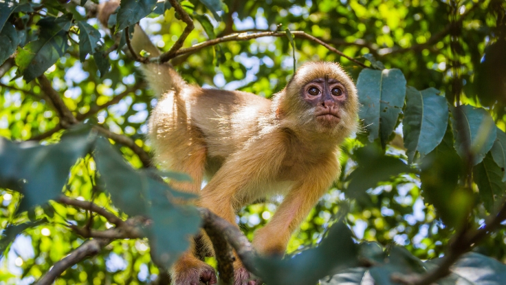 Monkey in the Amazon Rainforest