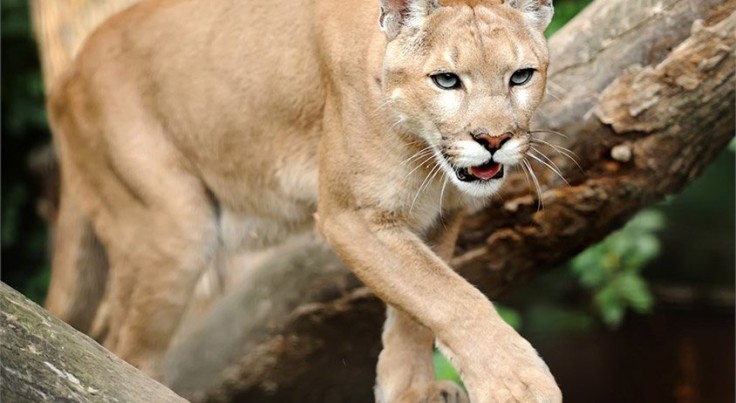 Puma stalking in Patagonia