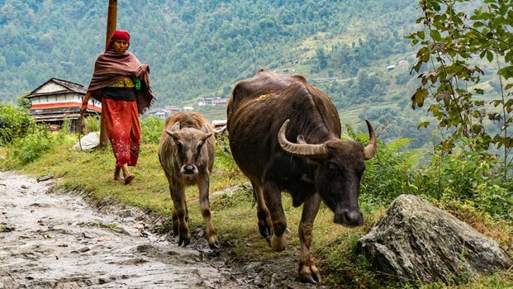 nepal-farmer-animals.jpg