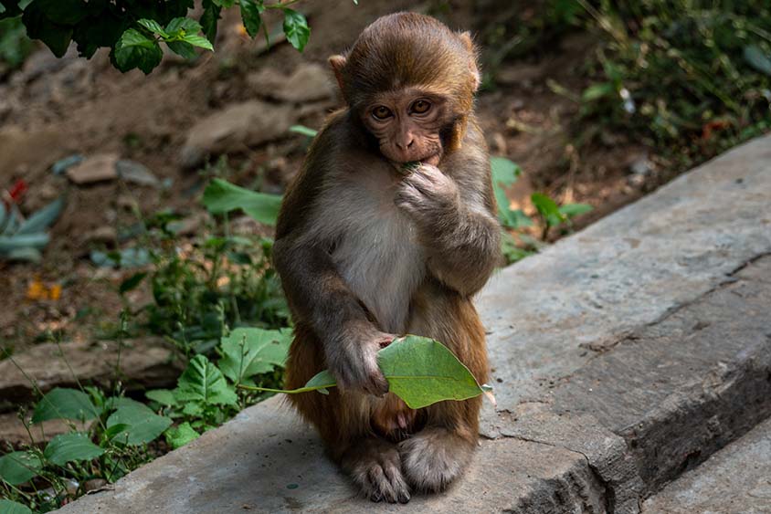 Palácio do Macaco