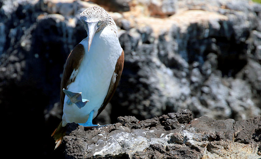 Blue Footed Booby