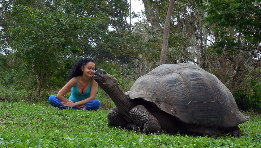 Galapagos Islands Tortoise