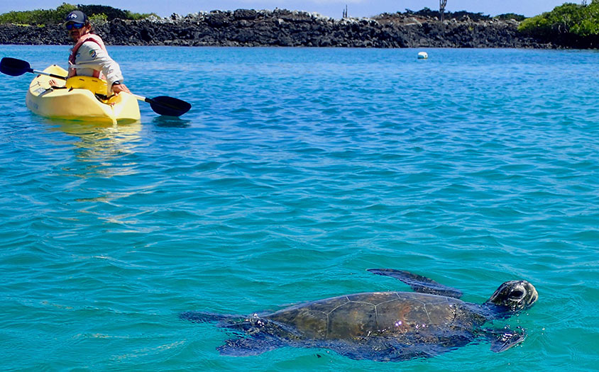 Galapagos Turtle