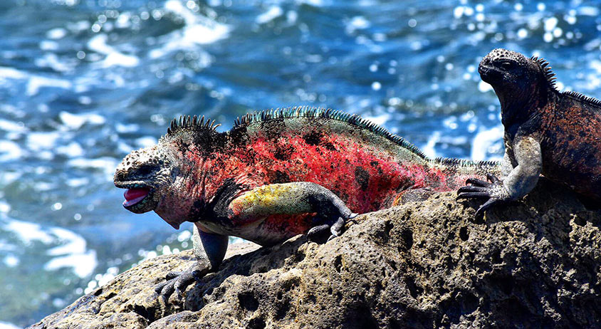 Marine Iguana