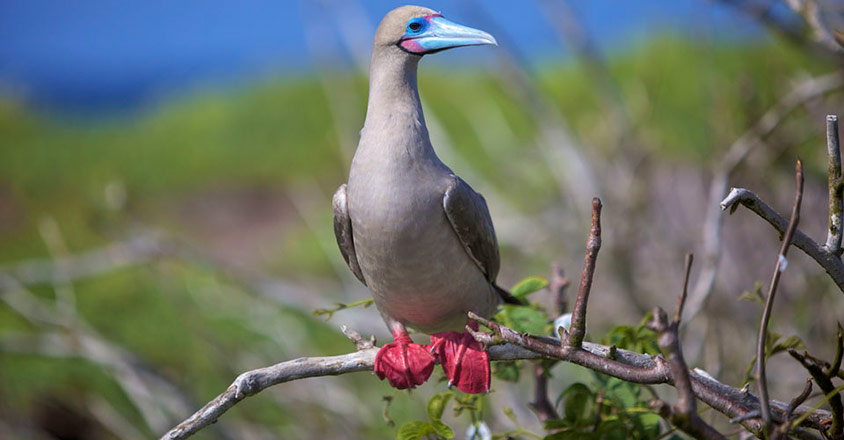 Red Footed Boobie