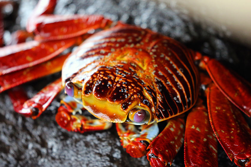 Sally Lightfoot crab