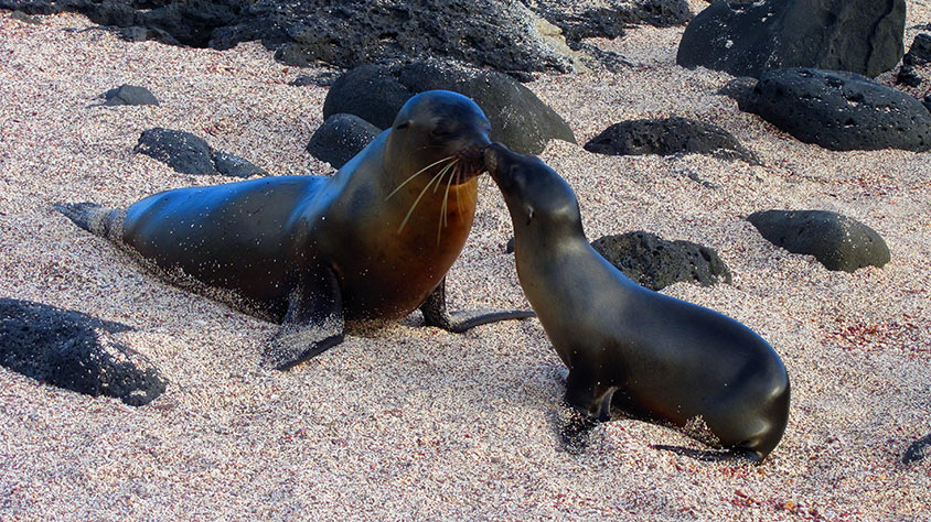 La Loberia sea lions touching nose