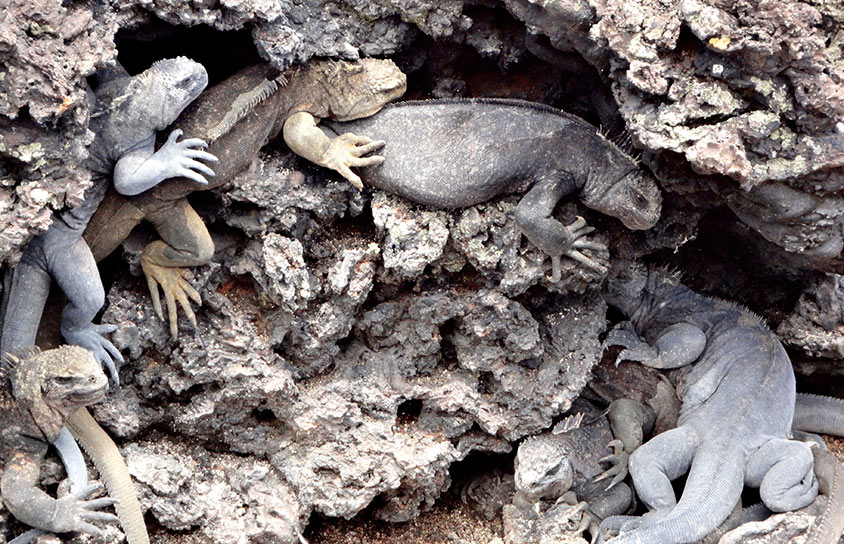 Tintoreras -  iguanas