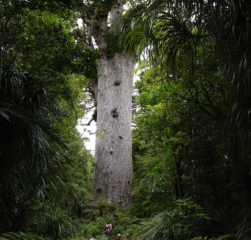Image result for kauri tree