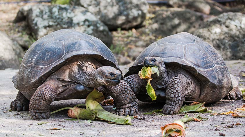 Galapagos Island Tortoises | Active Adventures