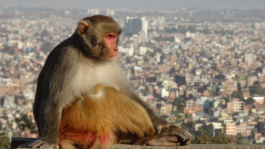 Monkey overlooking Kathmandu